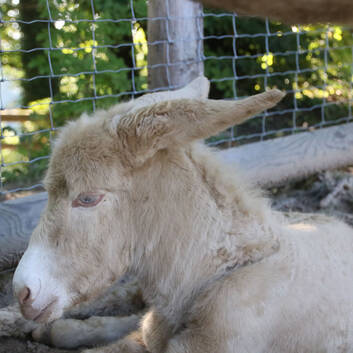 White Baroque Donkey