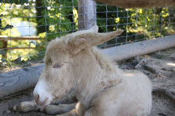 Donkeys at the Herberstein Wildlife Park