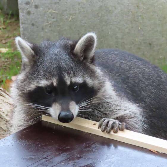 Raccoon in Styria