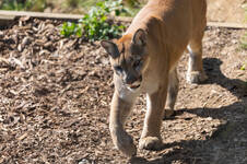 A Puma in the Herberstein Wildlife Reserve A Puma in the Herberstein Wildlife Reserve