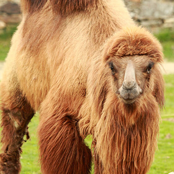 Camel