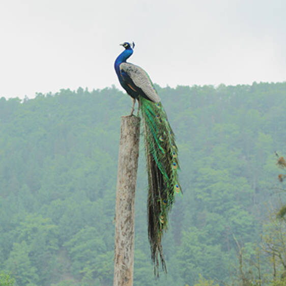 Blue Peacock