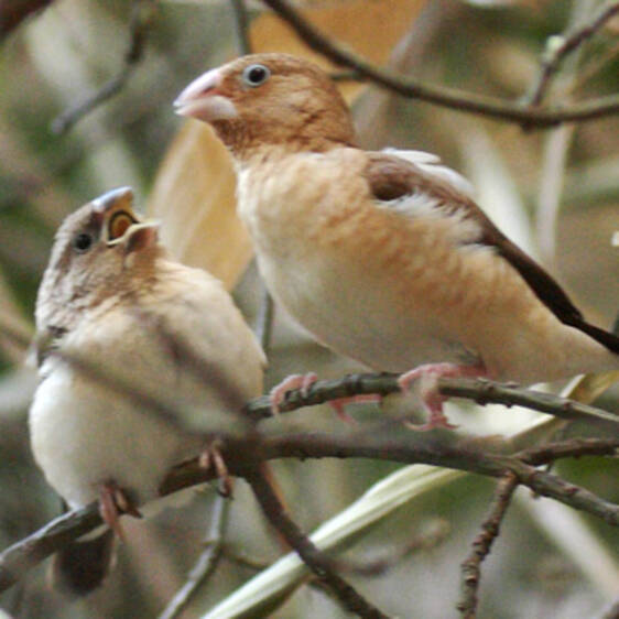 Silver-billed Finch