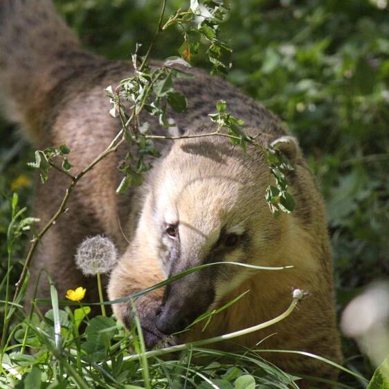 South American coati