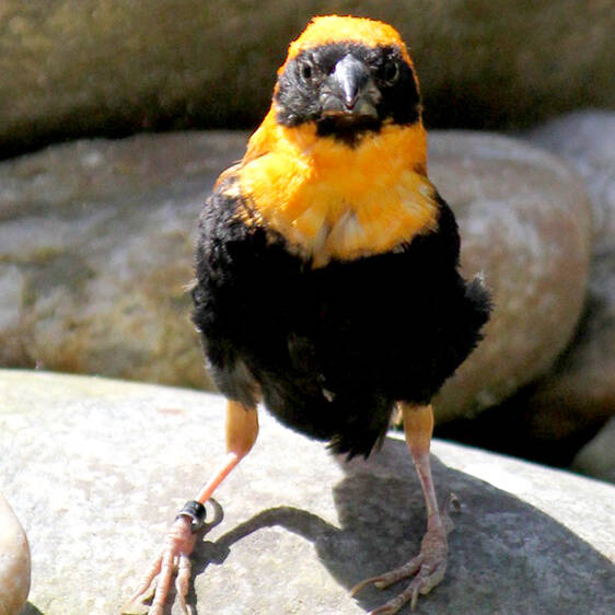 Oryx Weaver
