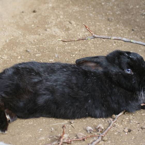 Pet rabbits at the petting zoo