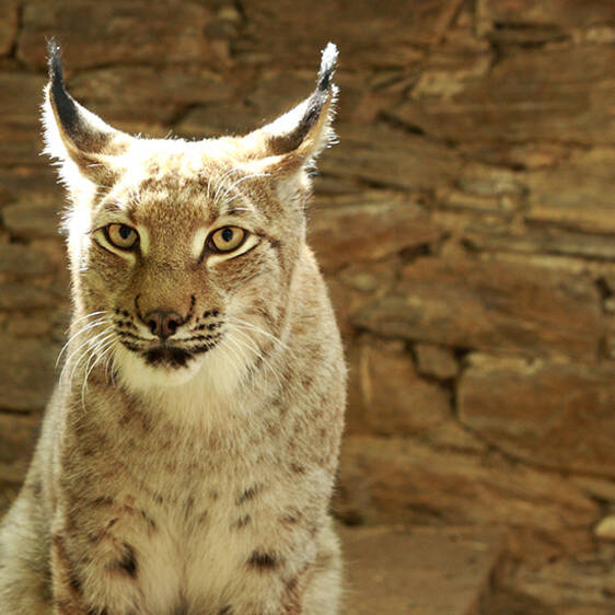 Eurasian lynx