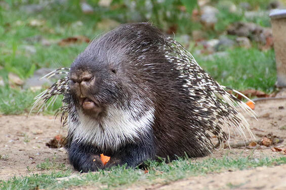 Porcupine at Herberstein Wildlife Park