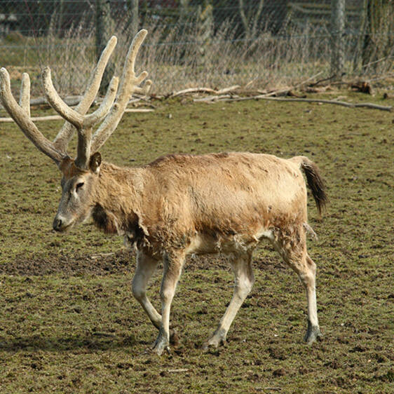 David's Deer