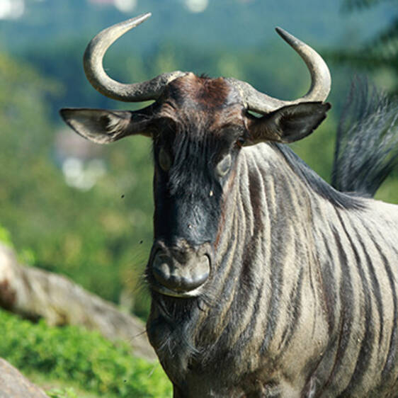Striped Wildebeest in Styria