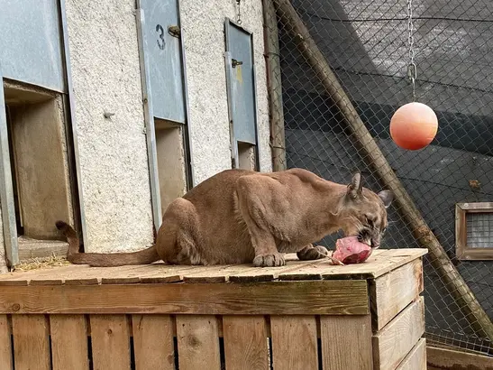 Puma Pelé is in Styria