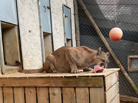 Puma Pelé at Herberstein Wildlife Park