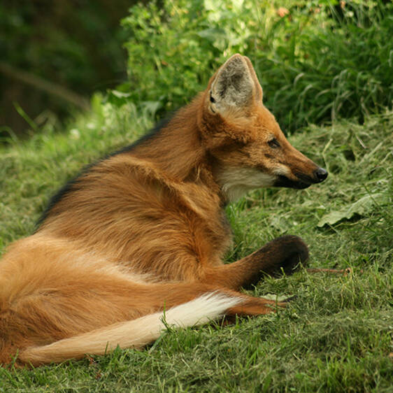 Maned Wolf in Styria
