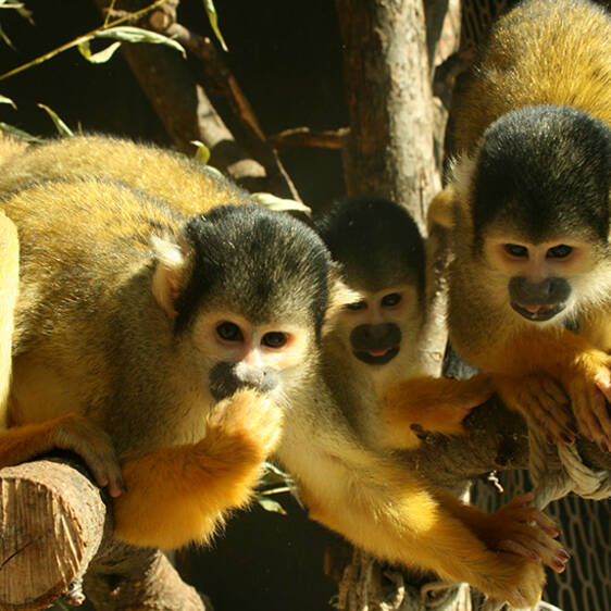 Bolivian Squirrel Monkey