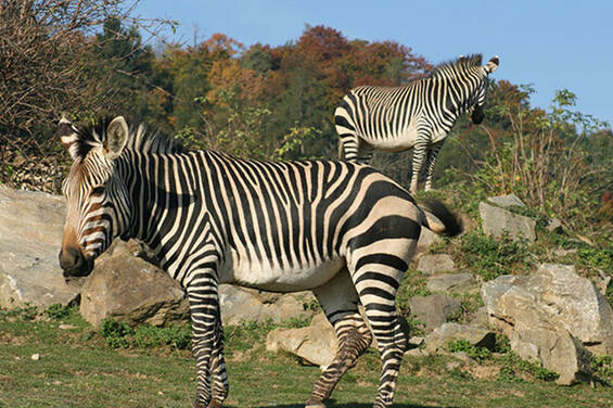 Zebra at Herberstein Wildlife Park