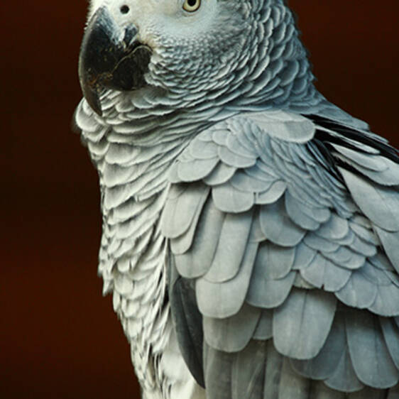 African Grey Parrot
