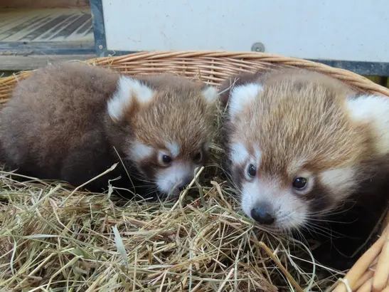 PANDA-stic New Arrivals at the Herberstein Animal Park