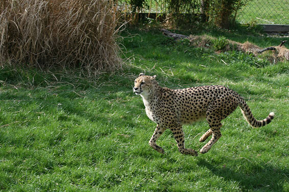 Cheetah at Herberstein Wildlife Park