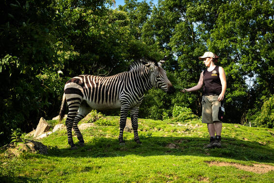 Commented Feeding Sessions with the Zebras at Tierwelt Herberstein. Copyright by Andreas Litzellachner