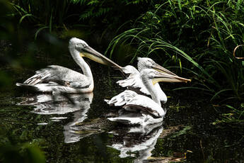 Pelican in the water at Tierwelt Herberstein Pelican in the water at Tierwelt Herberstein