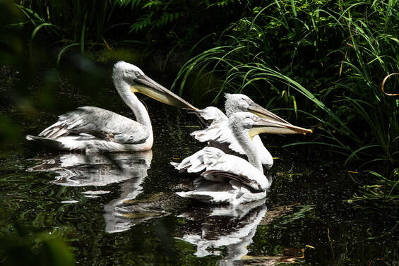 Birds in the water in the river, as seen at Tierwelt Herberstein