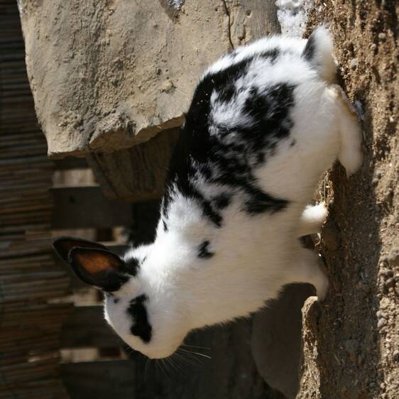 Pet rabbits at the petting zoo