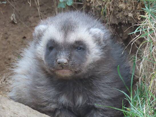 A gluttonous young animal at Herberstein Wildlife Park