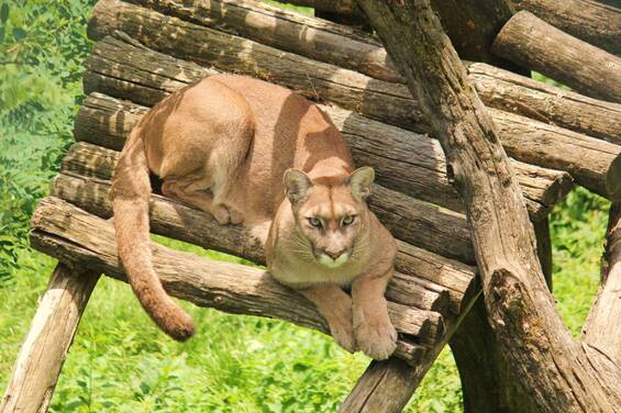 Puma at Herberstein Wildlife Park 