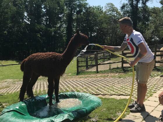 Andi Knoll is washing an alpaca at Tierwelt Herberstein