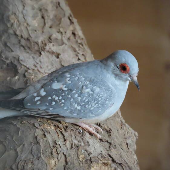 Diamond Dove at Herberstein Wildlife Park