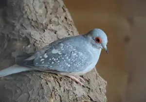 Diamond Dove