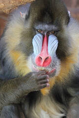 Mandrill at Herberstein Wildlife Park