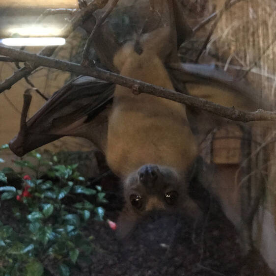 Palm Flying Fox at Herberstein Wildlife Park