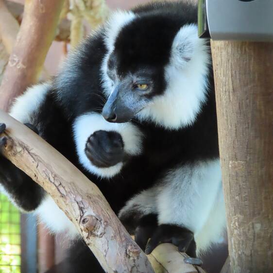 Black-and-white Vari in Styria