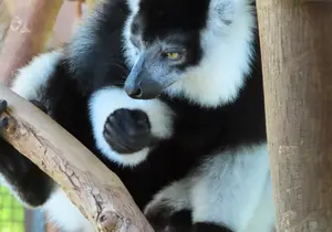 Black-and-white Vari in Styria
