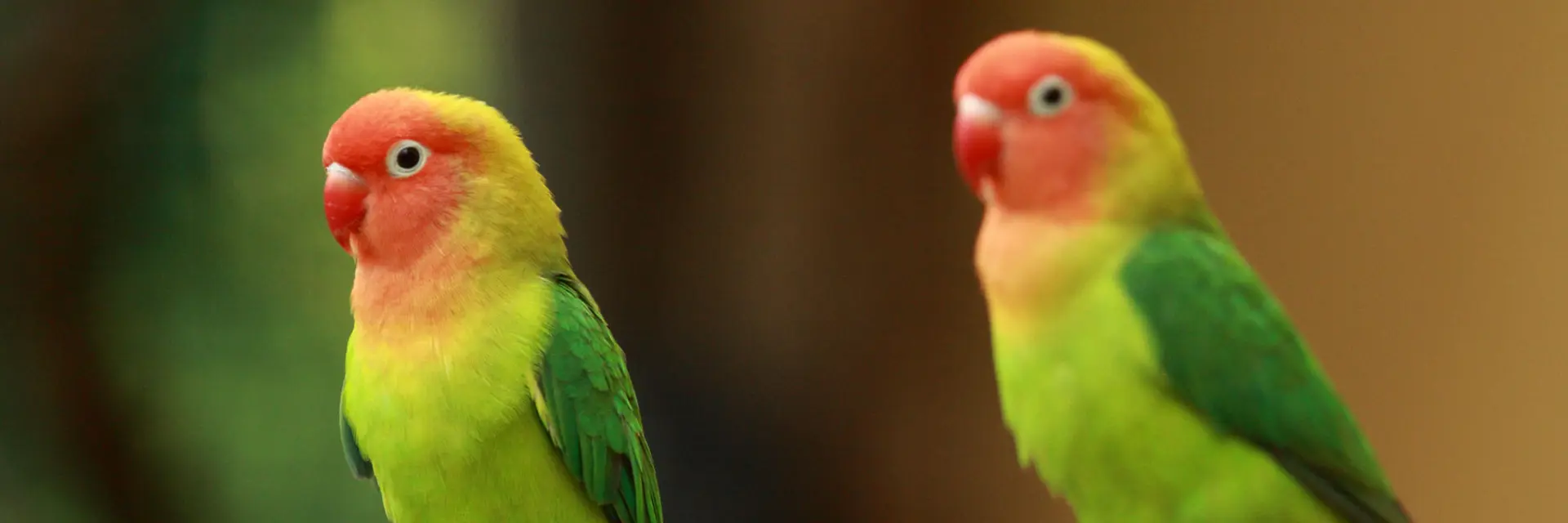African Bird Aviary - Strawberry-headed Finch at Herberstein Wildlife Park