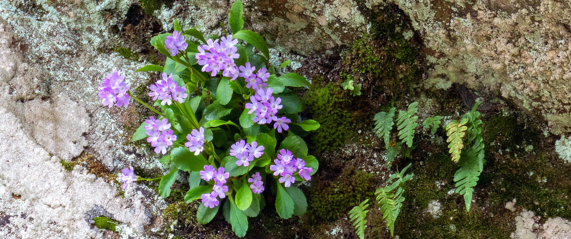 Primula villosa at Herberstein Garden Palace