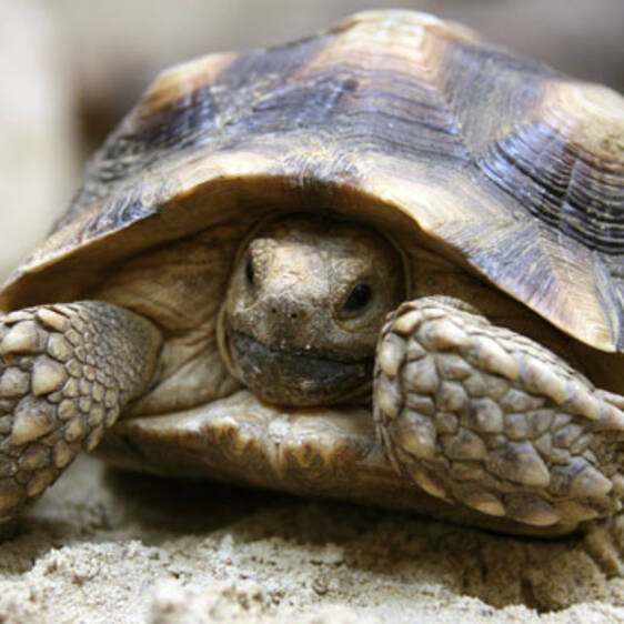 Spurred Tortoise in Styria