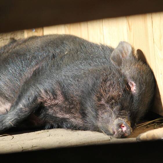 Mini pig at the petting zoo
