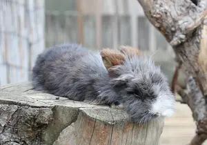 Pet rabbits at the petting zoo
