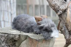 Rabbits at the Herberstein Wildlife Park