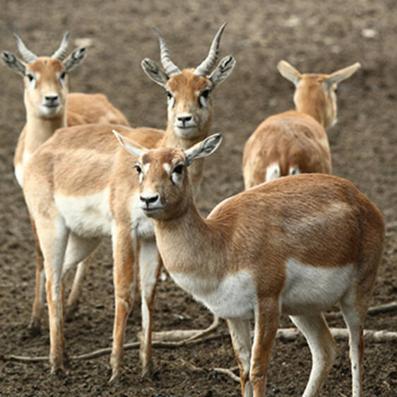 Deer Goat Antelope
