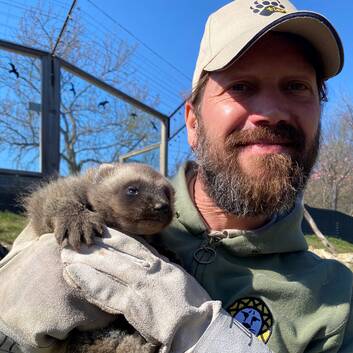 Baby Odin the wolverine with the area manager at Tierwelt Herberstein