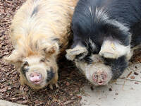 Kunekune "Wilma" and "Robbie"