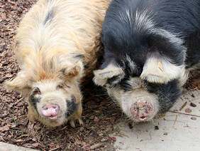 Kunekune "Wilma" and "Robbie"