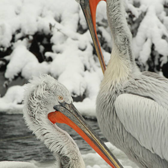 Crested Pelican