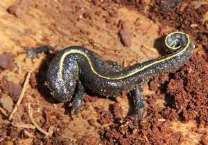 Alpine crested newt