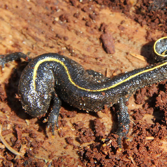 Alpine Newt at Tierwelt Herberstein