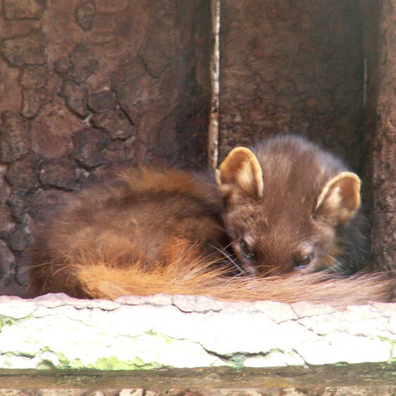 Pine martens at Tierwelt Herberstein (c) Helmut J. Salzer | pixelio.de