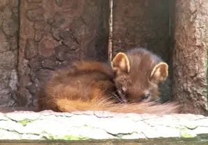 pine marten